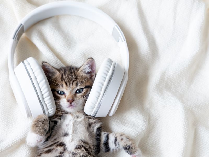 Muzyka relaksacyjna dla kota – na zdjęciu mały kot w słuchawkach.